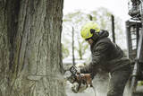 Mullins Tree Service, Jefferson City