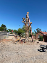 Tree Monkey Tree Trimming, Tucson
