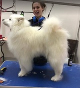 Yuppy Puppy Day Spa, Balwyn North