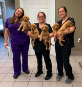 Northshore Animal Hospital Inc, Mandeville