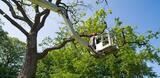 Mitchell's Tree Service, Jacksonville