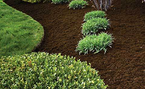  Profile Photos of Hernandez Lawnscape LLC 10801 Yarlin St - Photo 3 of 10