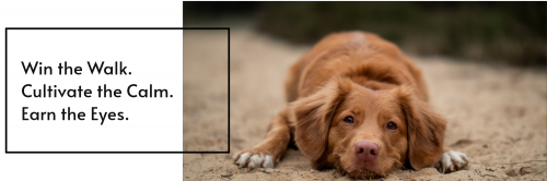  Profile Photos of Westchester Animal Behavior 72 Chapel Rd - Photo 2 of 4
