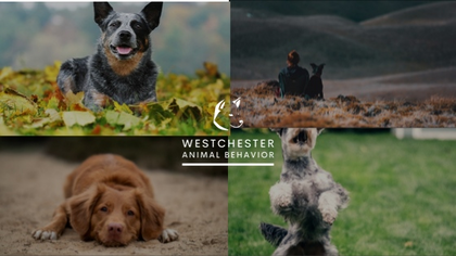  Profile Photos of Westchester Animal Behavior 72 Chapel Rd - Photo 4 of 4