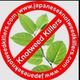 Japanese knotweed killers, Patrick St