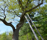 Lansing Tree Trimming & Removal Service, Lansing
