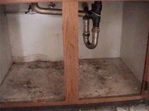 ENVIROLIZE MOLD TESTING AND REMOVAL ENVIROLIZE MOLD TESTING AND REMOVAL of ENVIROLIZE MOLD TESTING AND REMOVAL 12 CHRISTOPHER WAY - Photo 4 of 5