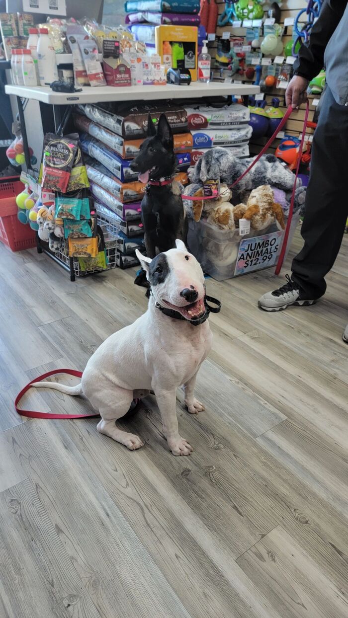  Profile Photos of I train dogs 2162 N Lamb Blvd - Photo 1 of 5