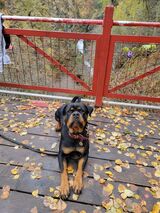  I train dogs 2162 N Lamb Blvd 