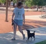  I train dogs 2162 N Lamb Blvd 