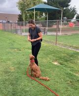  I train dogs 2162 N Lamb Blvd 