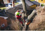  Tree Removal Calgary 154 Citadel Meadow Gardens NW 