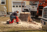  Tree Removal Calgary 154 Citadel Meadow Gardens NW 