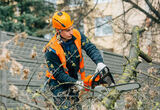  Tree Removal Calgary 154 Citadel Meadow Gardens NW 
