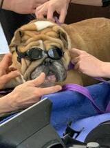 Infinite PawsAbilities, New Braunfels