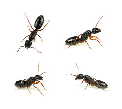 Pest Control Cerritos<br />
 Profile Photos of First Quality Pest Control of Cerritos 16321 Piuma Ave - Photo 2 of 11
