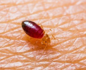 Bed Bug Control<br />
 Profile Photos of First Quality Pest Control of Cerritos 16321 Piuma Ave - Photo 3 of 11
