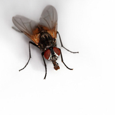 Pest Control<br />
 Profile Photos of First Quality Pest Control of Cerritos 16321 Piuma Ave - Photo 5 of 11
