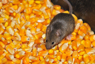 Rats & Mice Control<br />
 Profile Photos of First Quality Pest Control of Cerritos 16321 Piuma Ave - Photo 8 of 11