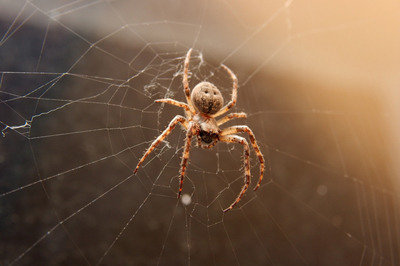 Spiders Control<br />
 Profile Photos of First Quality Pest Control of Cerritos 16321 Piuma Ave - Photo 10 of 11
