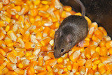 Rats & Mice Control
, First Quality Pest Control of Cerritos, Cerritos