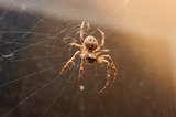 Spiders Control
, First Quality Pest Control of Cerritos, Cerritos