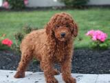 Sunny Acres Kennel, New Holland