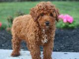 Sunny Acres Kennel, New Holland
