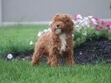Sunny Acres Kennel, New Holland