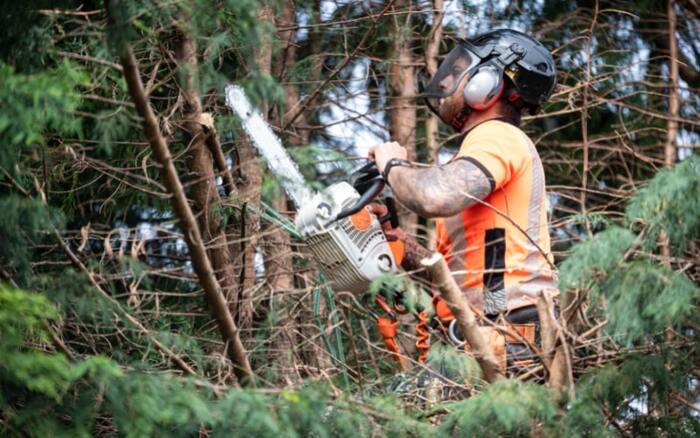  Profile Photos of Star Tree Surgeon Watford 206 Hagden Ln - Photo 5 of 7