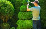 Star Tree Surgeon Watford 206 Hagden Ln 