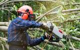  Star Tree Surgeon Watford 206 Hagden Ln 