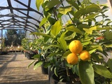  Down to Earth Gardens & Nursery 1096 Derrien Pl 