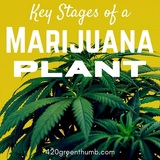  420 Green Thumb 1365 Masselin Avenue 