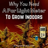  420 Green Thumb 1365 Masselin Avenue 