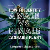  420 Green Thumb 1365 Masselin Avenue 