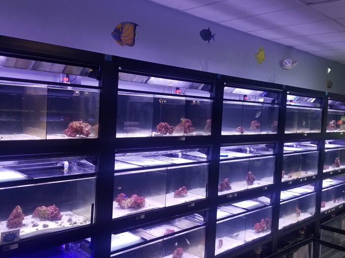  Profile Photos of Fish Store | Fish Tanks | Freshwater & Saltwater Fish 5708 Commerce Blvd - Photo 19 of 23