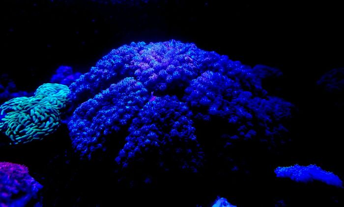  Profile Photos of Fish Store | Fish Tanks | Freshwater & Saltwater Fish 5708 Commerce Blvd - Photo 1 of 23