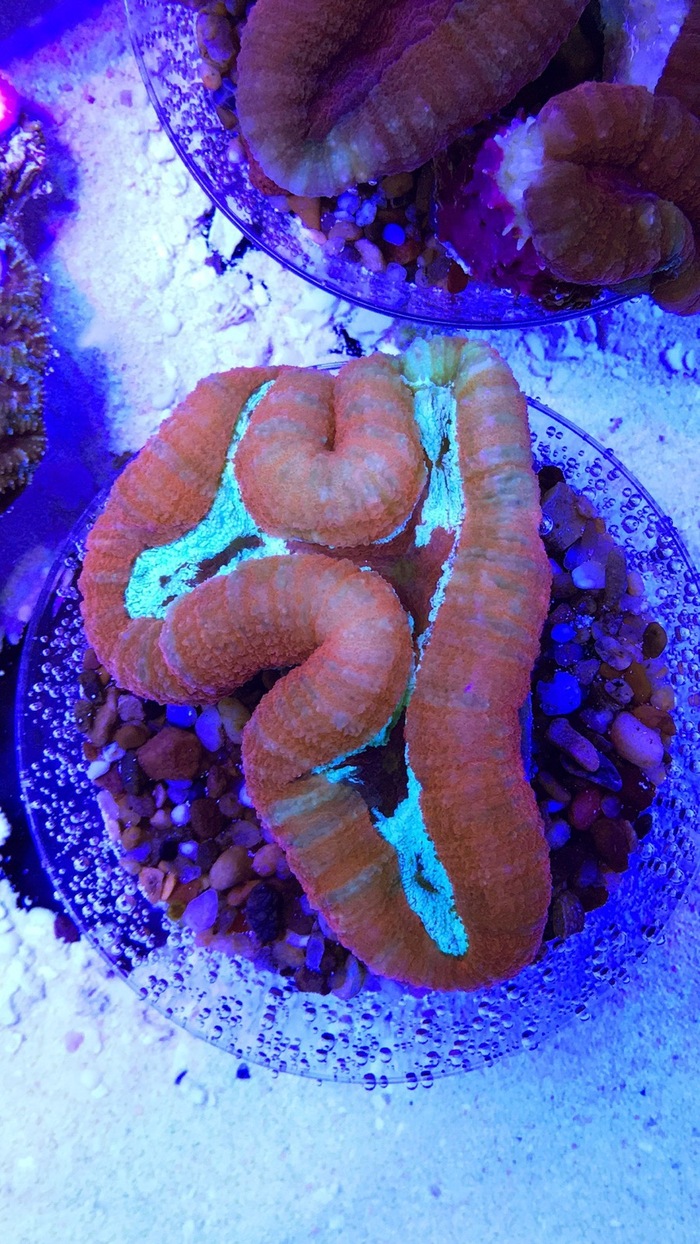  Profile Photos of Fish Store | Fish Tanks | Freshwater & Saltwater Fish 5708 Commerce Blvd - Photo 8 of 23