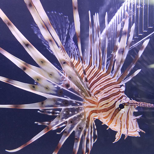  Profile Photos of Fish Store | Fish Tanks | Freshwater & Saltwater Fish 5708 Commerce Blvd - Photo 7 of 23