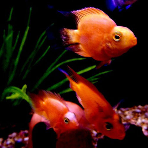  Profile Photos of Fish Store | Fish Tanks | Freshwater & Saltwater Fish 5708 Commerce Blvd - Photo 6 of 23