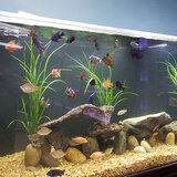  Fish Store | Fish Tanks | Freshwater & Saltwater Fish 5708 Commerce Blvd 