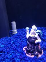 Fish Store | Fish Tanks | Freshwater & Saltwater Fish 5708 Commerce Blvd 