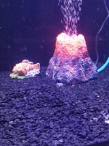  Fish Store | Fish Tanks | Freshwater & Saltwater Fish 5708 Commerce Blvd 