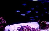  Fish Store | Fish Tanks | Freshwater & Saltwater Fish 5708 Commerce Blvd 