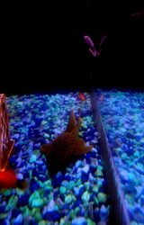  Fish Store | Fish Tanks | Freshwater & Saltwater Fish 5708 Commerce Blvd 