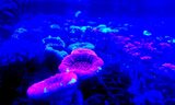  Fish Store | Fish Tanks | Freshwater & Saltwater Fish 5708 Commerce Blvd 