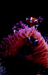 Fish Store | Fish Tanks | Freshwater & Saltwater Fish 5708 Commerce Blvd 