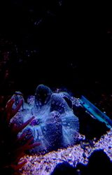  Fish Store | Fish Tanks | Freshwater & Saltwater Fish 5708 Commerce Blvd 