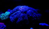  Fish Store | Fish Tanks | Freshwater & Saltwater Fish 5708 Commerce Blvd 
